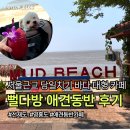 주차다방 | 선재도 가볼만한 곳, 애견동반 가능 오션뷰 대형카페 [뻘다방] 주차 메뉴 포토스팟 애견동반 후기