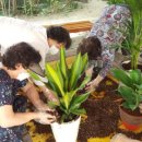 생활원예(반려식물) 이미지