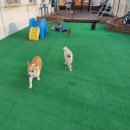 개인생활펫 이미지