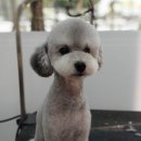 쁘띠애견미용실 이미지