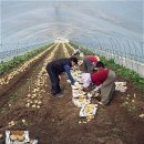 개진감자영농조합법인 이미지