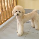 그루밍독스 이미지