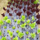 서파가든 이미지