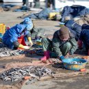 주문진 수산 이미지