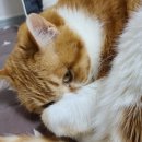 까칠이돼지 이미지