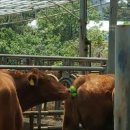 영문농장 이미지