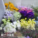 정직한꽃집 | 울산 야음동 꽃집ㅣ포장비 거품 쏙 뺀 가성비 울산꽃소재 내돈내산 솔직후기