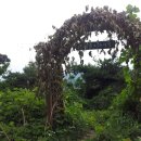 강정보 녹색길 이미지