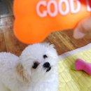 별이와콩이 이미지