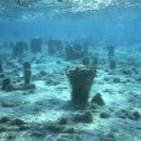 스트로마톨라이트 이미지