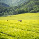 도강2농장 이미지