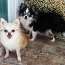 글로리아 하우스 이미지