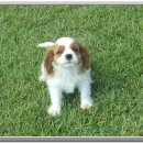 예쁜강쥐 이미지