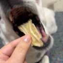 멍달구리 이미지