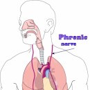 횡격막 근육의 기능부전 - 호흡불편함 phernic nerve(C3~5) 이미지