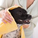 개털도사 이미지