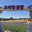 철원 고석정 가을 꽃축제 이미지