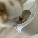 댕코롬 이미지