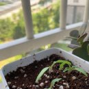 엑셀,파워포인트 이미지