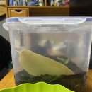 포카포카 이미지