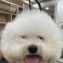 리얼독살롱