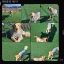 탑플라이트 | 파주 애견호텔 탑플라이트 11살 리트리버도 가능! 애견놀이터 방문 후기