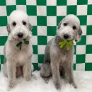 복탄산수 이미지