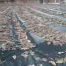 김윤식농장 이미지