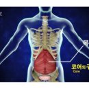 단풍나무짐 이미지