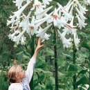 거대 백합 (Cardiocrinum Giganteum) 이미지