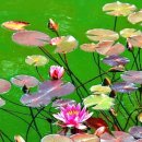 공원팥빙수 이미지