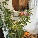 하트커피 | 울산 송정 카페 추천, 하트썬 커피앤페스츄리 방문 후기