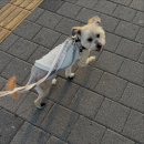 워킹독 | 버니 임보 일기3🐰 | 버니 첫 호캉스 | 힐더독반려견유치원호텔