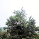 경주 옥산리 회화나무 이미지