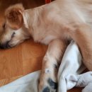 애틋하개 이미지