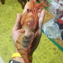 독도새우