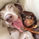 오빠반점 이미지