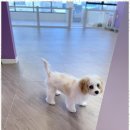 용황애견 이미지