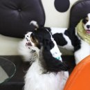 쁘띠퍼피 이미지