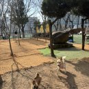 두리멍쉴 애견유치원 이미지