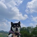 젠치로네 | 충북 괴산 애견독채펜션 젠치로네
