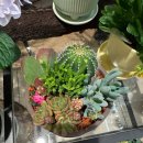 파크 블러썸 이미지