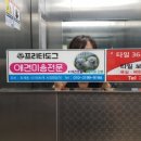 프리티도그 이미지