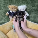 루이스펫샵 의정부 강아지분양 애견미용샵 | 나주강아지분양 과정 블랙탄장모치와와 후기