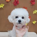 스마일댕 이미지