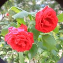 우장산동 이미지