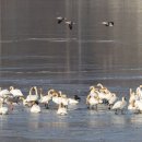 주남저수지 이미지