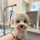 두리베어 이미지