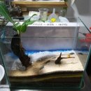 구라미농장 이미지