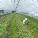 참빛농장 이미지